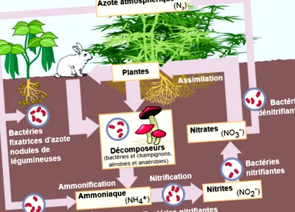 plantele exces