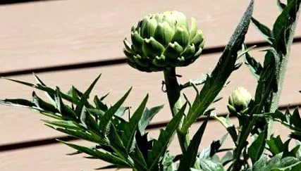 cultivarea