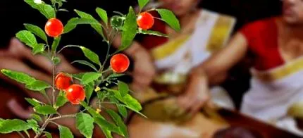 minunată india