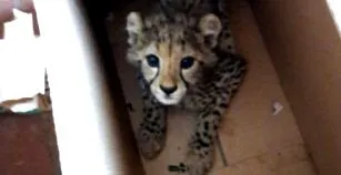 guepard
