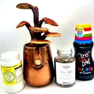 gomba Velouté