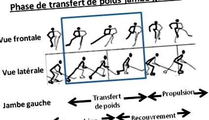 transferului