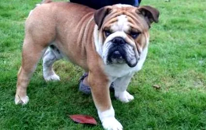 bulldog kutya
