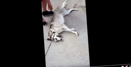 huskynak ennek