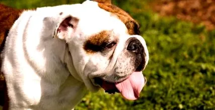 angol bulldog