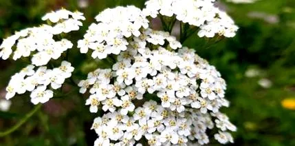 Achillea millefolium