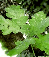 creapharma