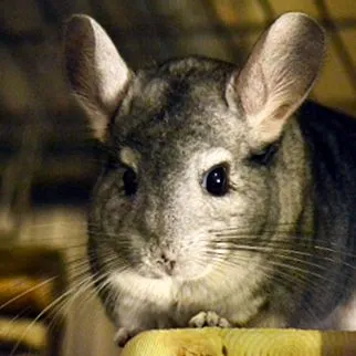chinchilla