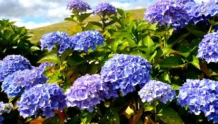 hortenzia