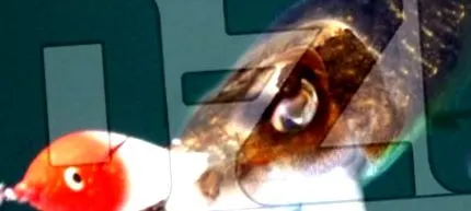 csepp