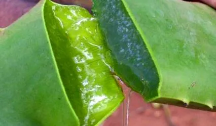 aloe