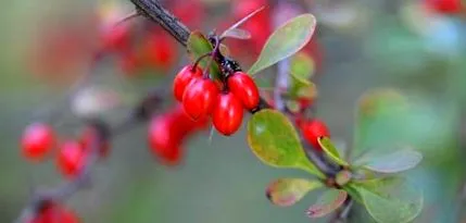 berberine