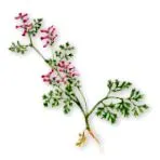 fumitory