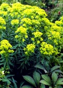 euphorbia euphorbia