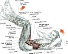 exercițiile abdominale