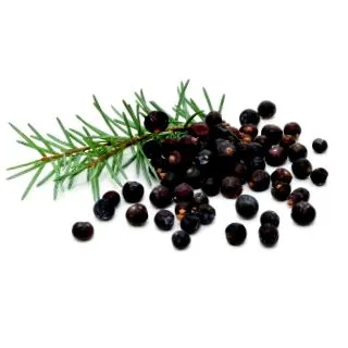 juniperus communis