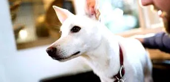 purina