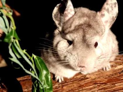 csincsilla