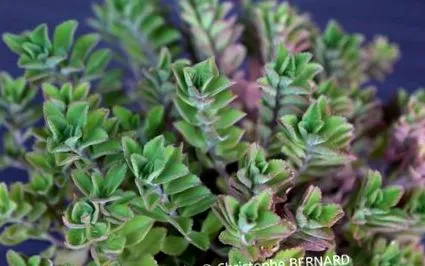 plectranthus