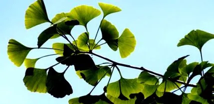 ginkgo biloba