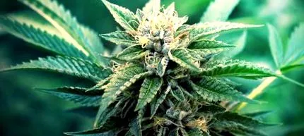 poate