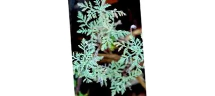 több mint