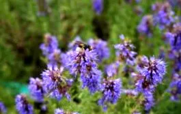 hyssopus officinalis