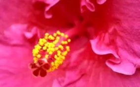 hibiscus