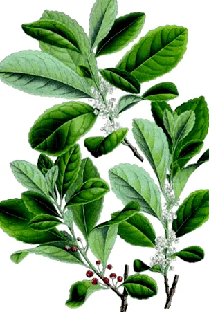 maté
