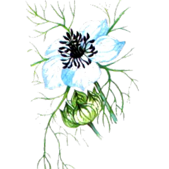 nigella