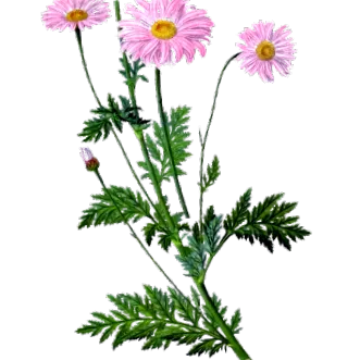 tansy