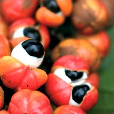 guarana