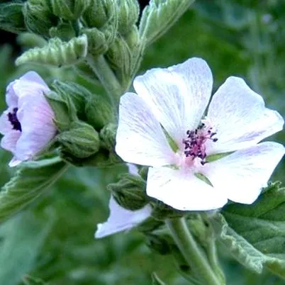 fleurance
