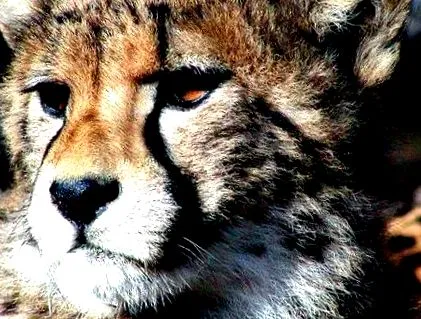 acinonyx animale