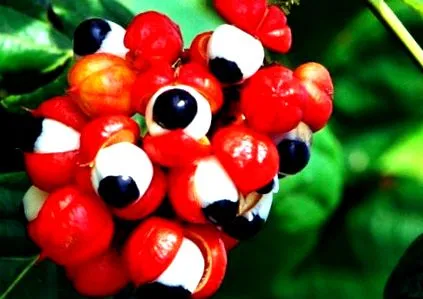 guarana guarana