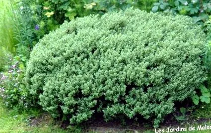 pinguifolia