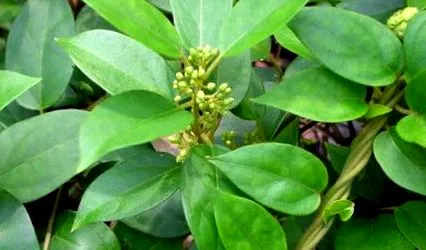 sylvestris