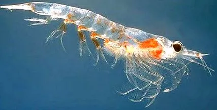 krill