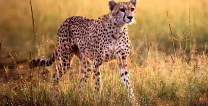 acinonyx