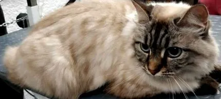 котката подстригвате