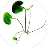 centella