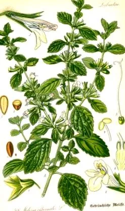 officinalis