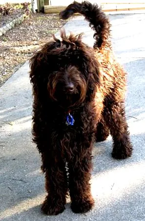 labradoodle
