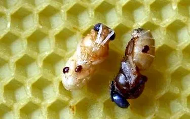 varroosis
