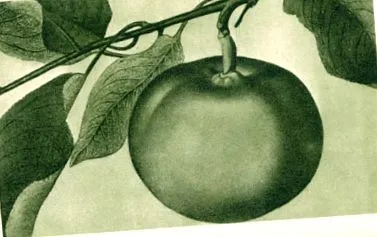 pomum reinette