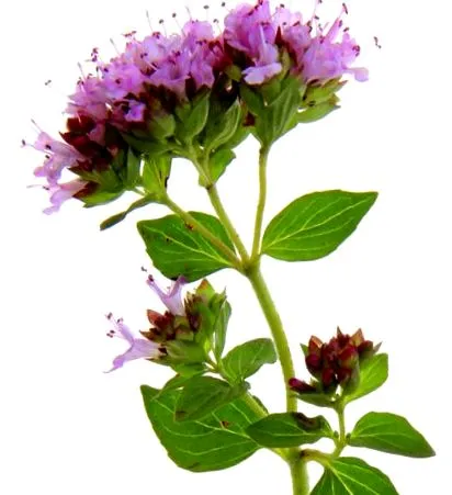 bolilor