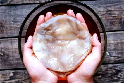 kombucha