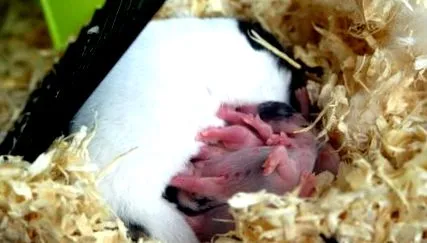 hamsterilor