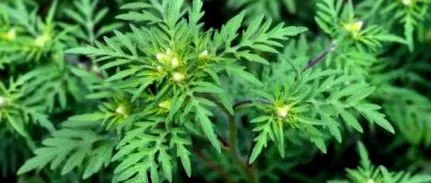 mugwort Blogul Ulei