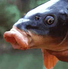eurocarp